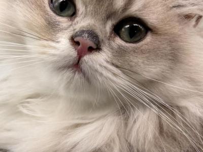 Gemma's Baby Boy - British Shorthair - Gallery Photo #1