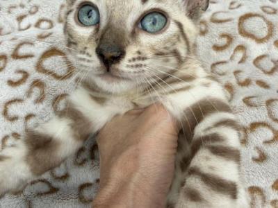 Aria's Snow Litter - Bengal - Gallery Photo #1