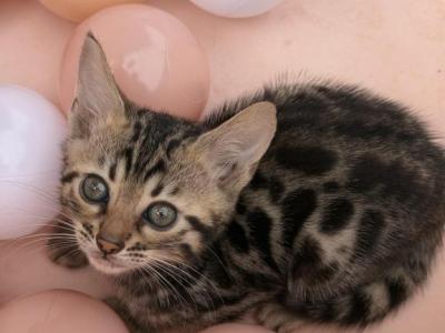 Eevee's Youngest Litter - Bengal - Gallery Photo #1