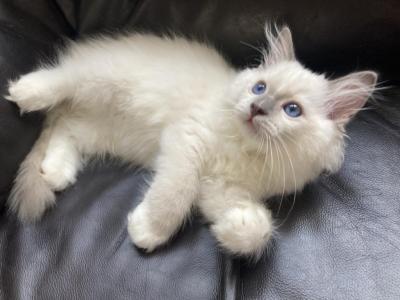 Ragdoll Kitten - Ragdoll - Gallery Photo #1