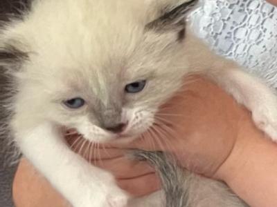 Uno - Ragdoll - Gallery Photo #1
