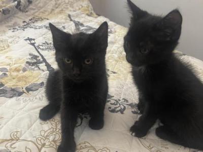 Ashes Baby Boys - Domestic - Gallery Photo #1