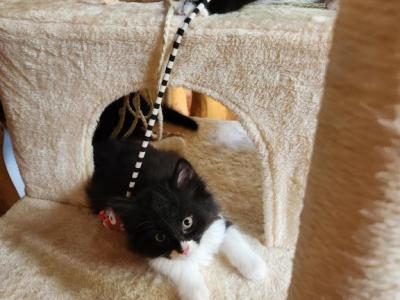 The Floof - Domestic - Gallery Photo #1