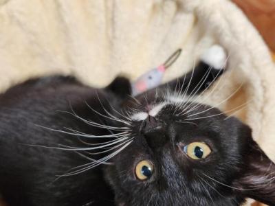 Mini Kitten - Domestic - Gallery Photo #1