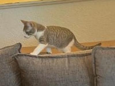 Sweet Baby - Domestic - Gallery Photo #1