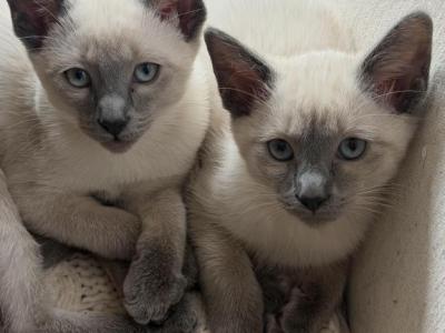 Siamese Lilac Point Bobtail - Siamese - Gallery Photo #1