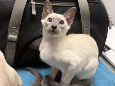 Oriental Siamese Lilac Point - Oriental - Gallery Photo #1