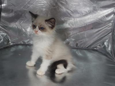 Bella - Ragdoll - Gallery Photo #1
