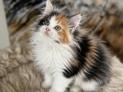 September Kitties AVAILABLE TODAY - Maine Coon - Gallery Photo #1