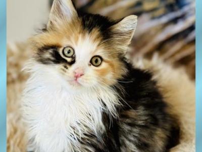 September Kitten Polydactyl AVAILABLE - Maine Coon - Gallery Photo #1