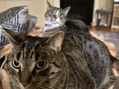 Scabbers And Neville - Domestic - Gallery Photo #1