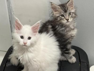 Litter Of 6 - Maine Coon - Gallery Photo #1