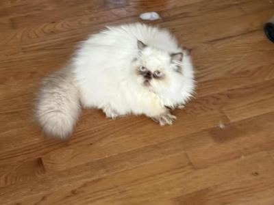 Rambo Short Legger - Munchkin - Gallery Photo #1