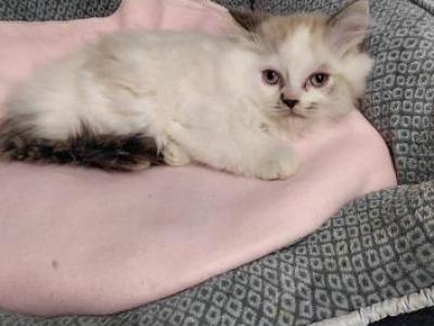 Ragdoll Kittens - Ragdoll - Gallery Photo #1
