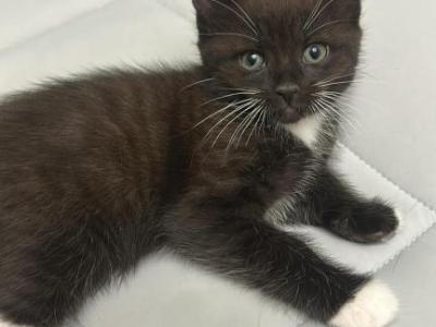 Oreo - Domestic - Gallery Photo #1