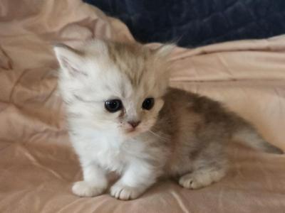 Bouji Baby - Minuet - Gallery Photo #1