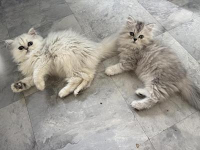 Lexi - Persian - Gallery Photo #1