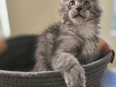 Maine Coon Black Smoke Male - Maine Coon - Gallery Photo #1