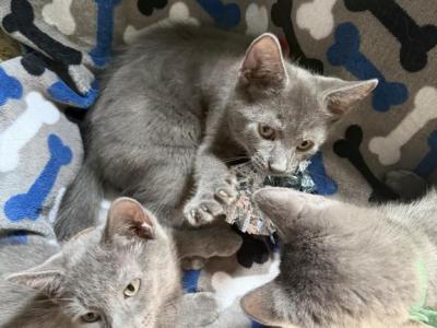Blue - Russian Blue - Gallery Photo #1
