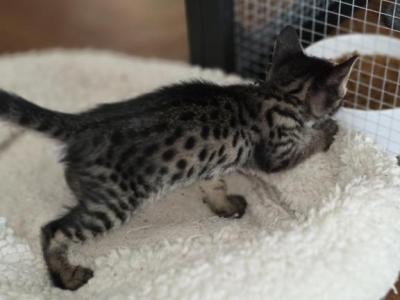 TICA F4 SBT Savannah Kittens - Savannah - Gallery Photo #1