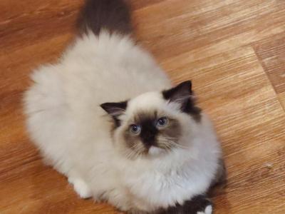 Seal Mitted - Ragdoll - Gallery Photo #1