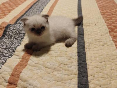 Nike - Scottish Fold - Gallery Photo #1