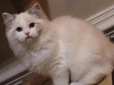 Blue Lynx Bicolor - Ragdoll - Gallery Photo #1