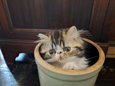 Spayed CFA Brown Tabby And White Female Persian - Persian - Gallery Photo #1