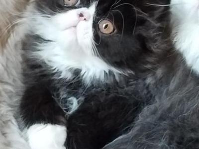 Spayed CFA Black And White Female Persian - Persian - Gallery Photo #1