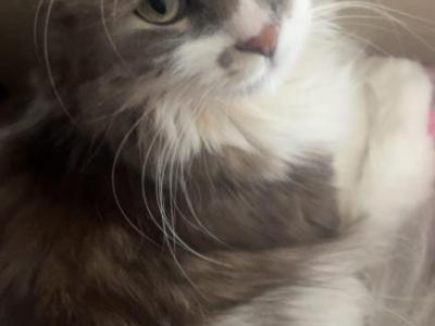 Zoey - Domestic - Gallery Photo #1