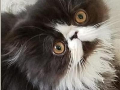 Spayed CFA Black And White Female Persian 2 - Persian - Gallery Photo #1