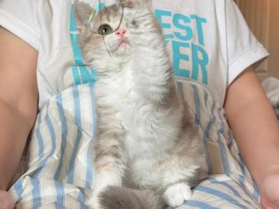 Pudding - Selkirk Rex - Gallery Photo #1