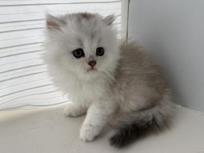 British Longhair Silver Male - British Shorthair - Gallery Photo #1