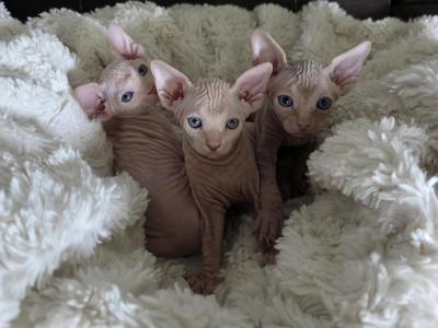Sweet Babes - Sphynx - Gallery Photo #1