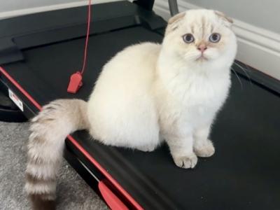 Scottish Fold Seal Point Male - Scottish Fold - Gallery Photo #1