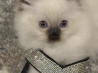 Ragdoll Cuties - Ragdoll - Gallery Photo #1