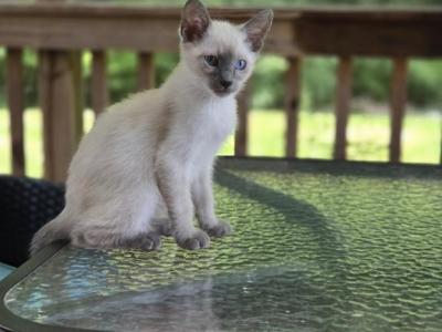 Dylan Blue Point Siamese - Siamese - Gallery Photo #1