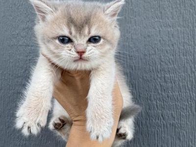 Jelly - British Shorthair - Gallery Photo #1
