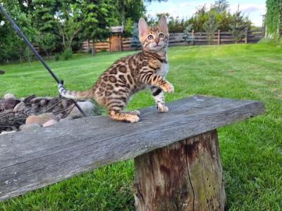 Mia - Bengal - Gallery Photo #1