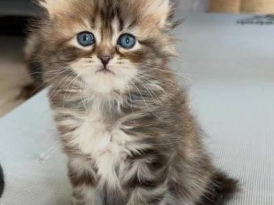 Derry - Maine Coon - Gallery Photo #1