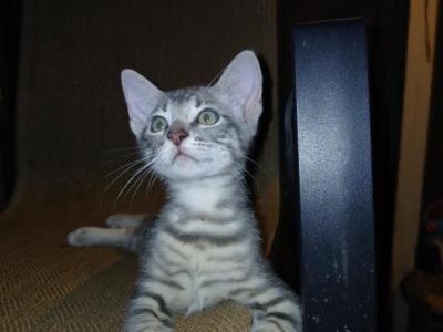 Bam Bam - Domestic - Gallery Photo #1