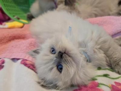 Registered Himalayan Kittens - Himalayan - Gallery Photo #1