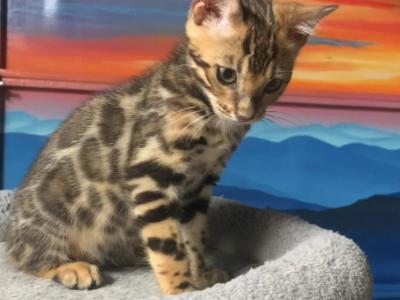 Royalty - Bengal - Gallery Photo #1
