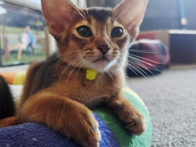 Star Babies - Abyssinian - Gallery Photo #1