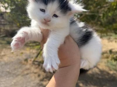 Bruce - Maine Coon - Gallery Photo #1