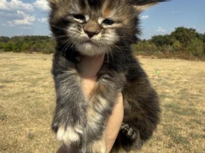 Luna - Maine Coon - Gallery Photo #1