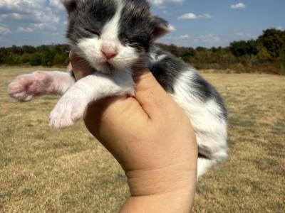 Ralph And Rowdy Blue White Males - Maine Coon - Gallery Photo #1
