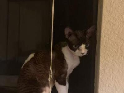 Oreo - Devon Rex - Gallery Photo #1