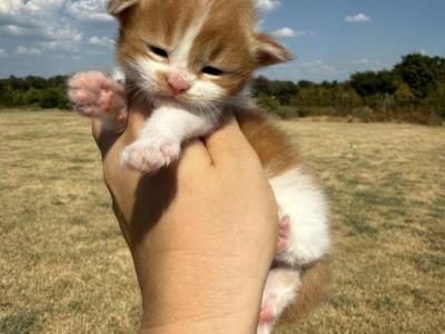 Garfield - Maine Coon - Gallery Photo #1