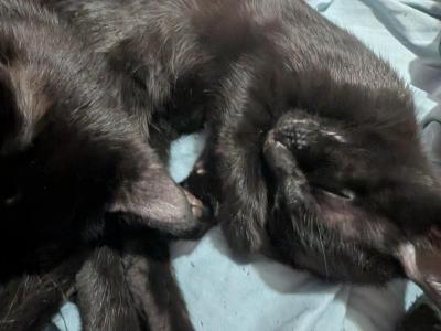 Daisy - Domestic - Gallery Photo #1